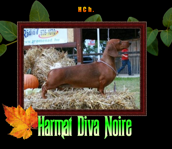 Harmat Diva Noire