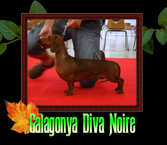 Galagonya Diva Noire